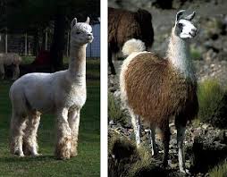 Alpace or llama?